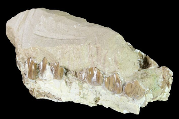 Oreodont (Merycoidodon) Partial Skull - Wyoming #145845